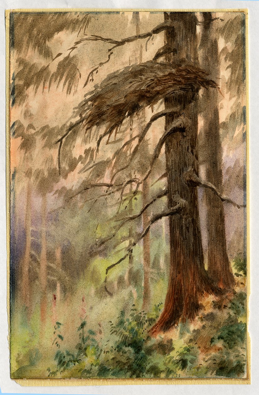 Goshawks yuvası, 1898-99 (kağıt üzerinde wc) by Edward Adrian Wilson