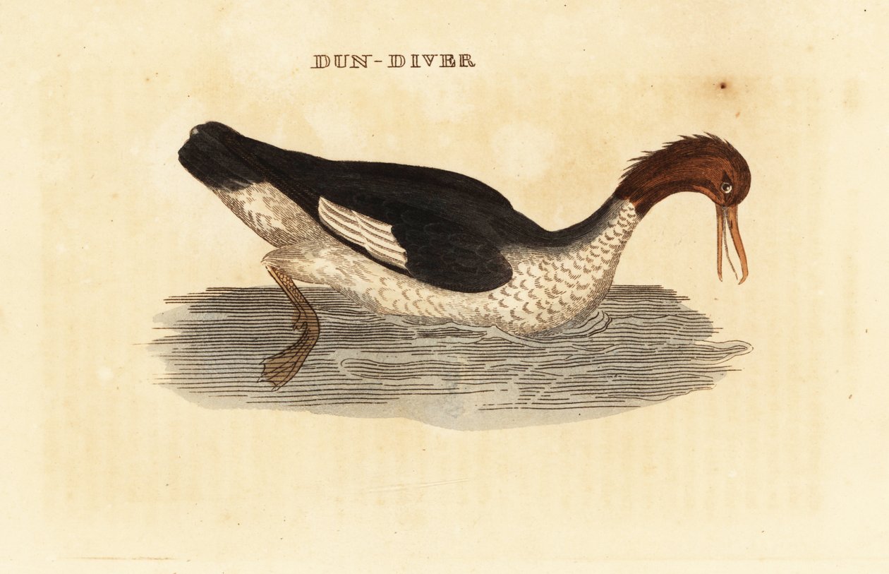 Goosander, Mergus merganser, dişi by Edward Donovan