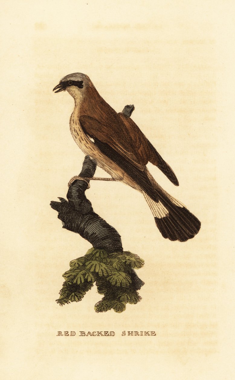 Kızıl sırtlı örümcek kuşu, Lanius collurio by Edward Donovan