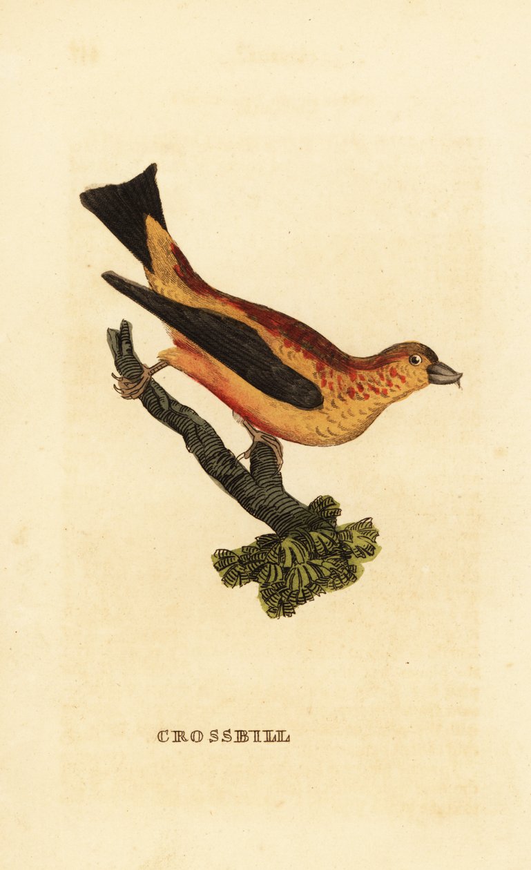 Kırmızı çapraz fatura, Loxia curvirostra by Edward Donovan