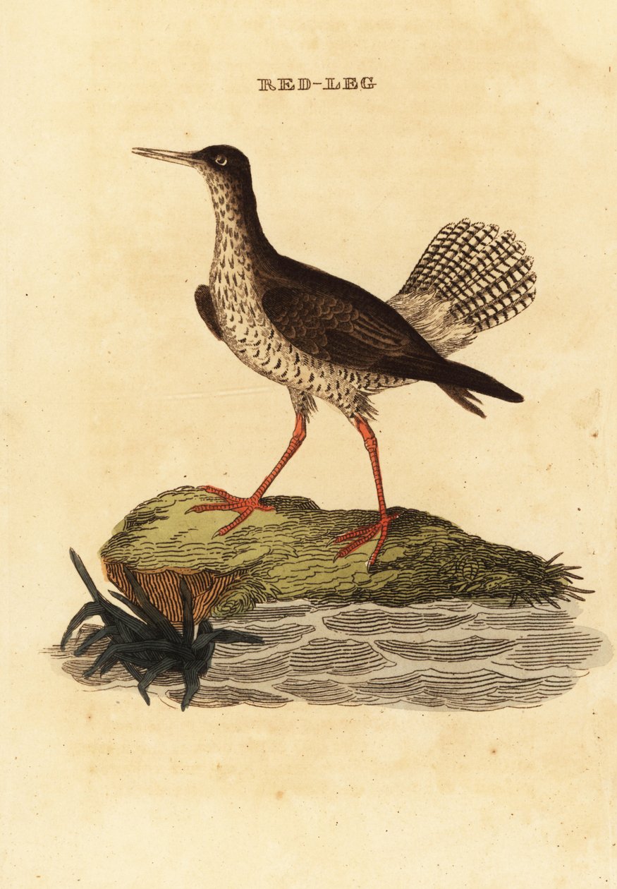 Kırmızı incik, Tringa totanus by Edward Donovan