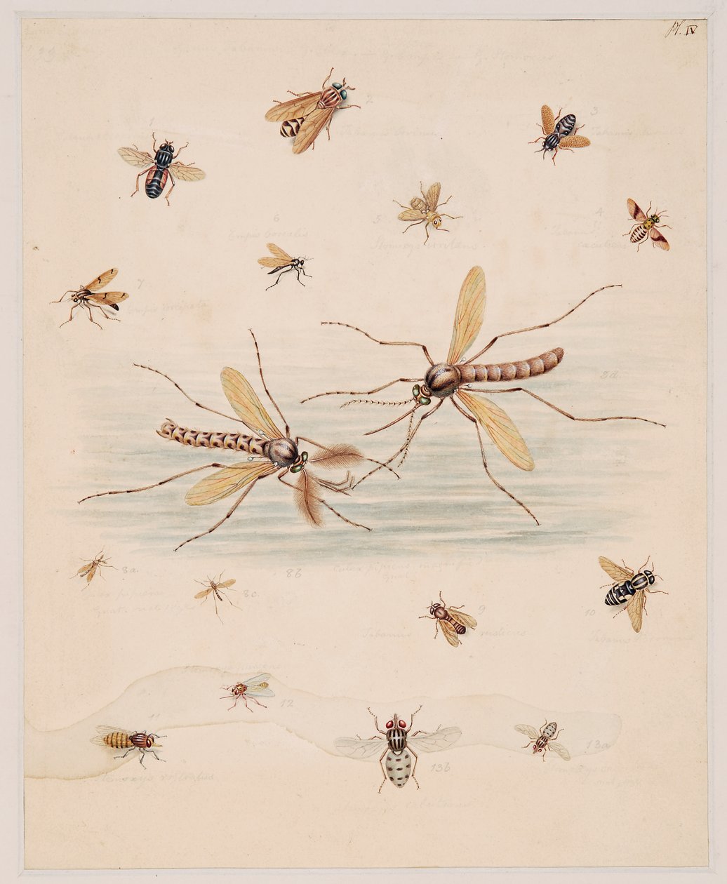 Omurgasız Hayvanlar Üzerine Çalışmalar, Cilt II by Edward Donovan