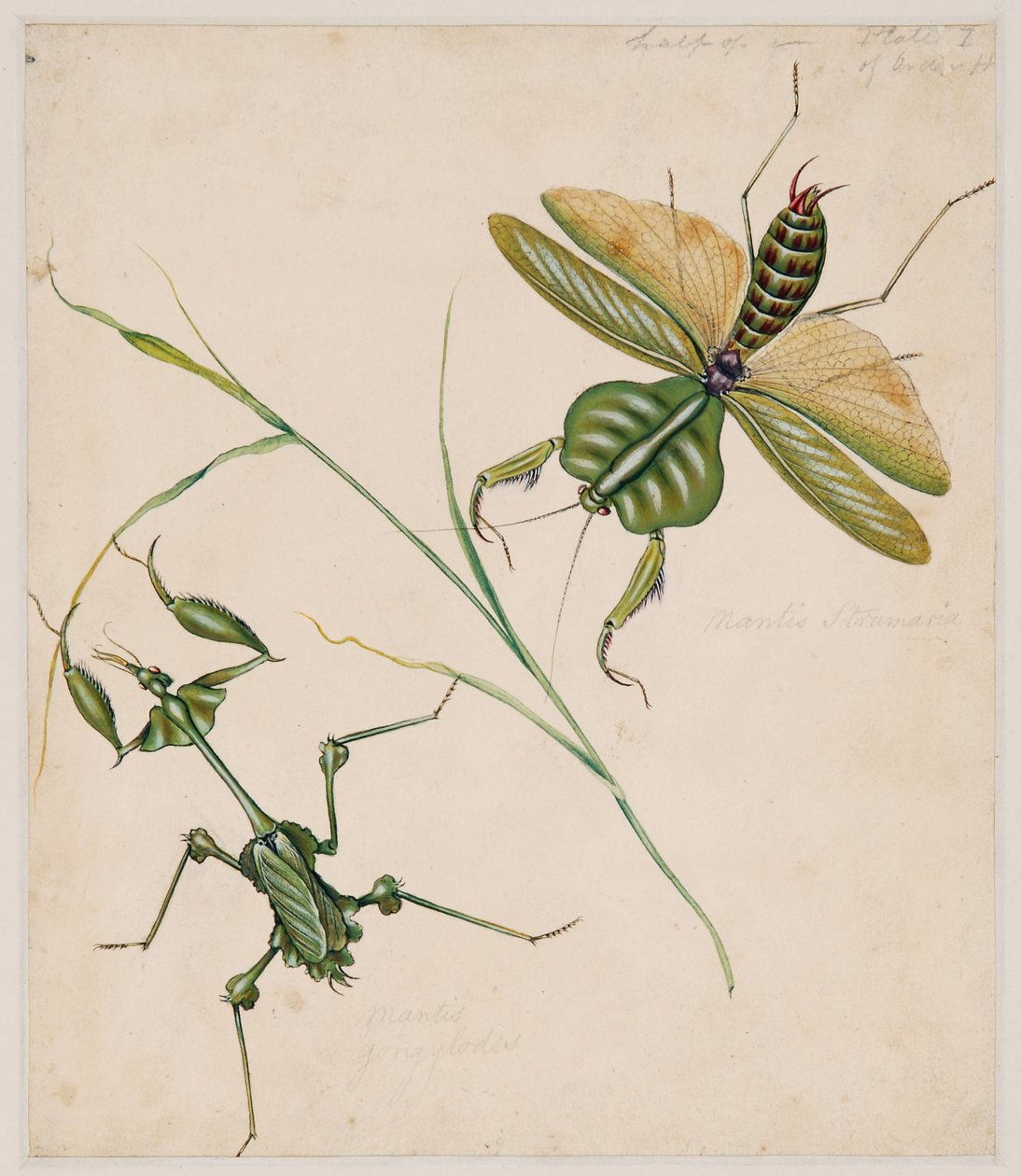 Omurgasız Hayvanlar Üzerine Çalışmalar, Cilt II by Edward Donovan