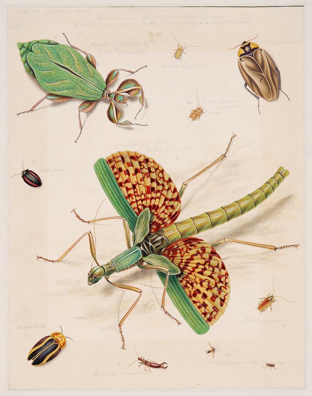Omurgasız Hayvanlar Üzerine Çalışmalar, Cilt II by Edward Donovan
