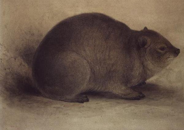Bir Kaya Hyrax by Edward Lear