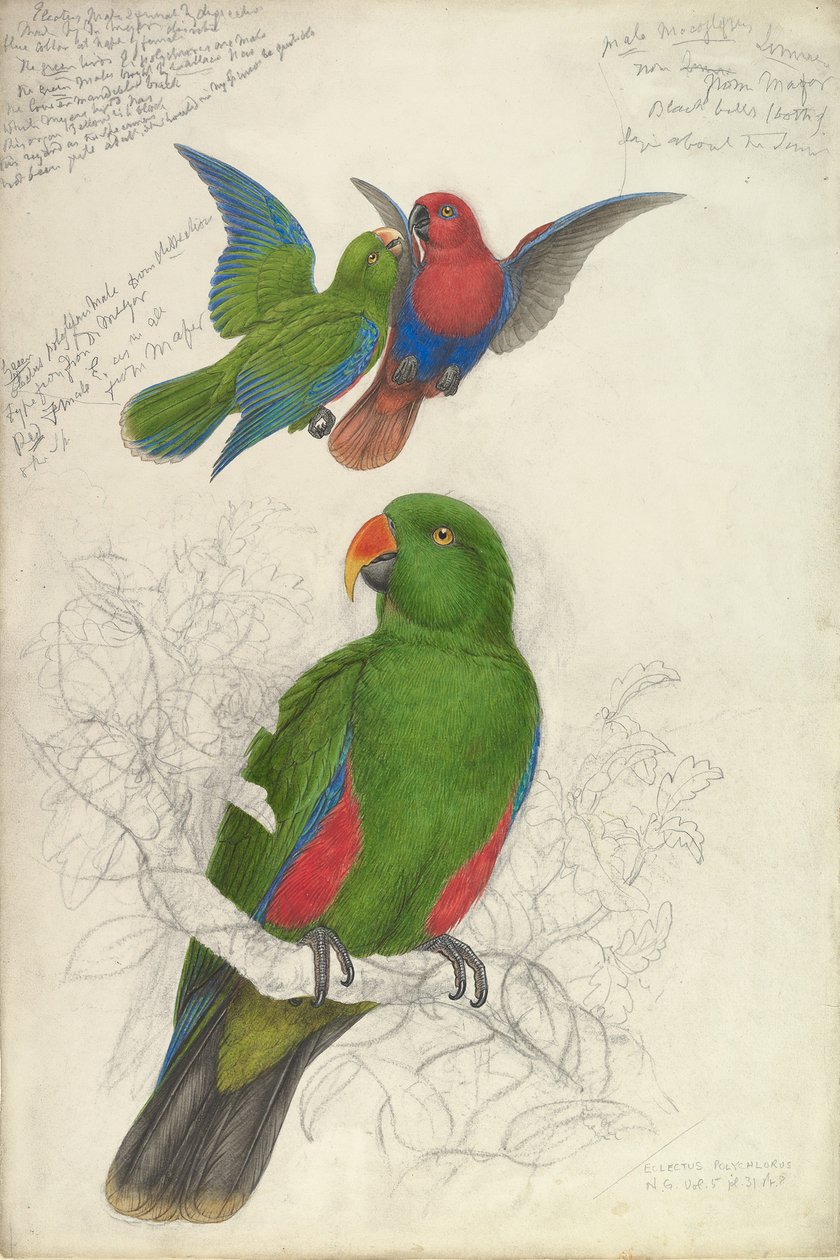 Eclectus Roratus Polychloros, yaklaşık. 1830-32. by Edward Lear