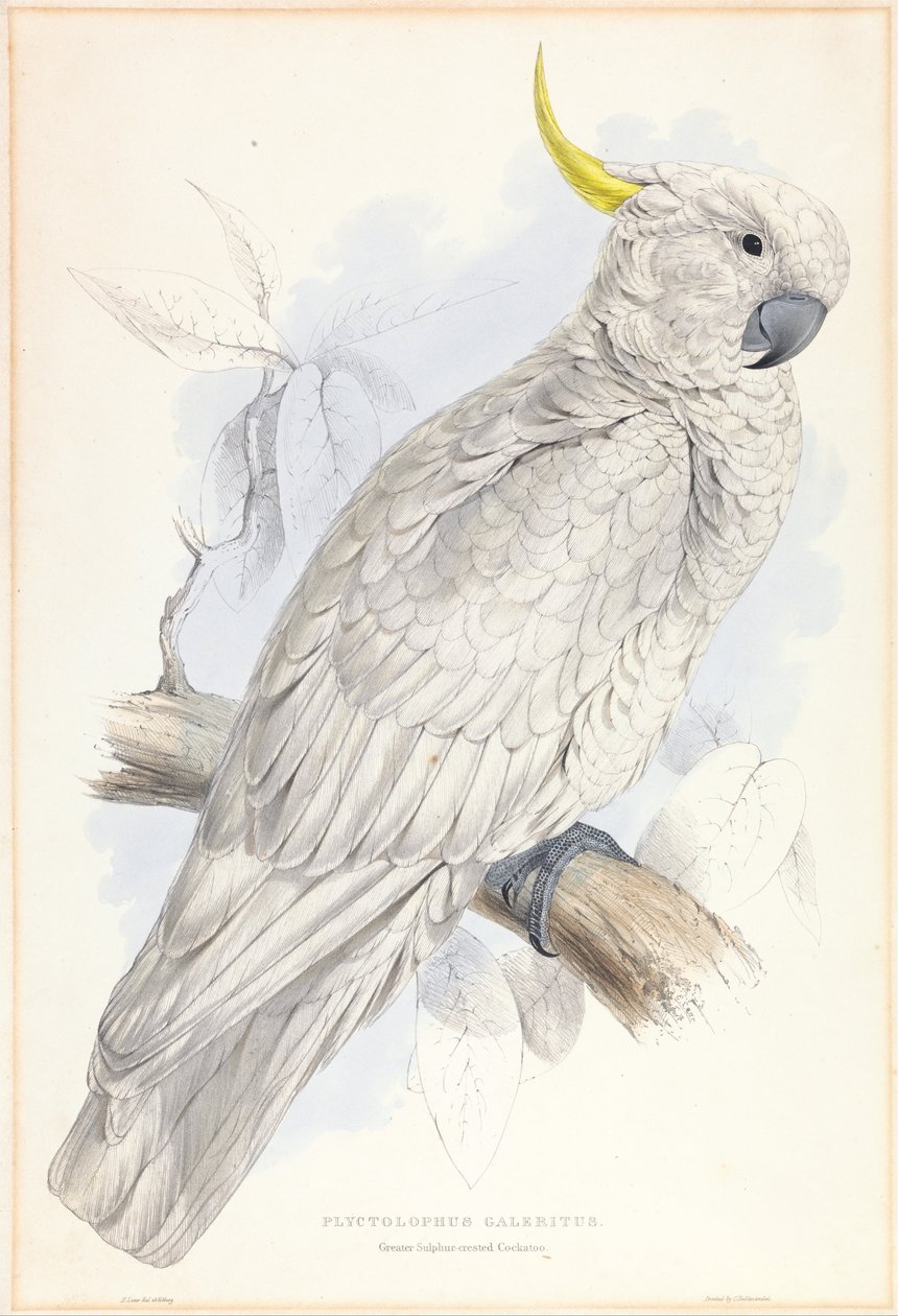  by Edward Lear