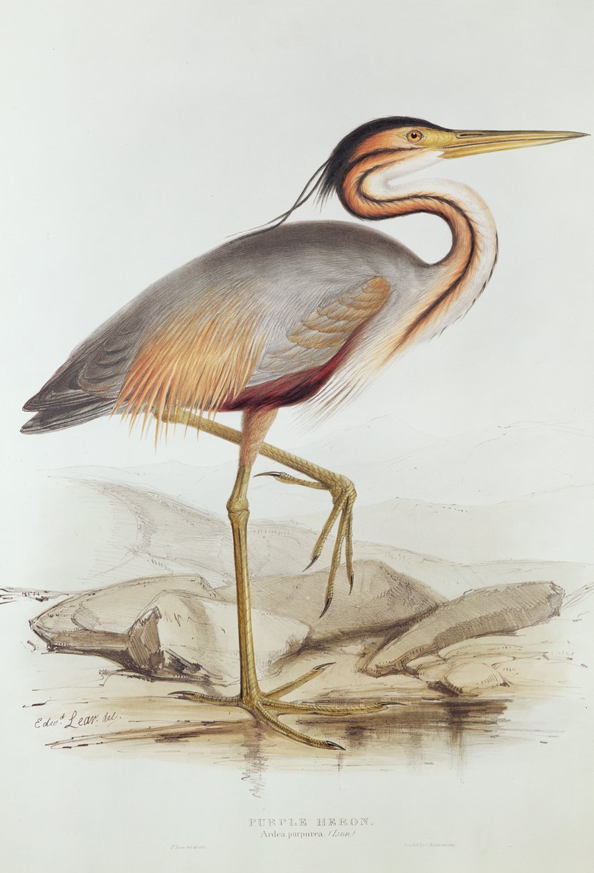 Mor Balıkçıl (renkli gravür) by Edward Lear