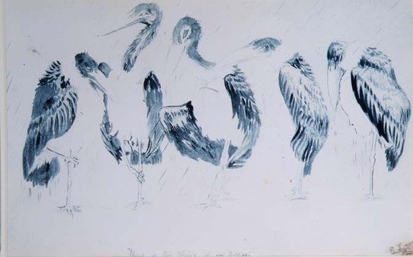Leylek Çalışmaları by Edward Lear