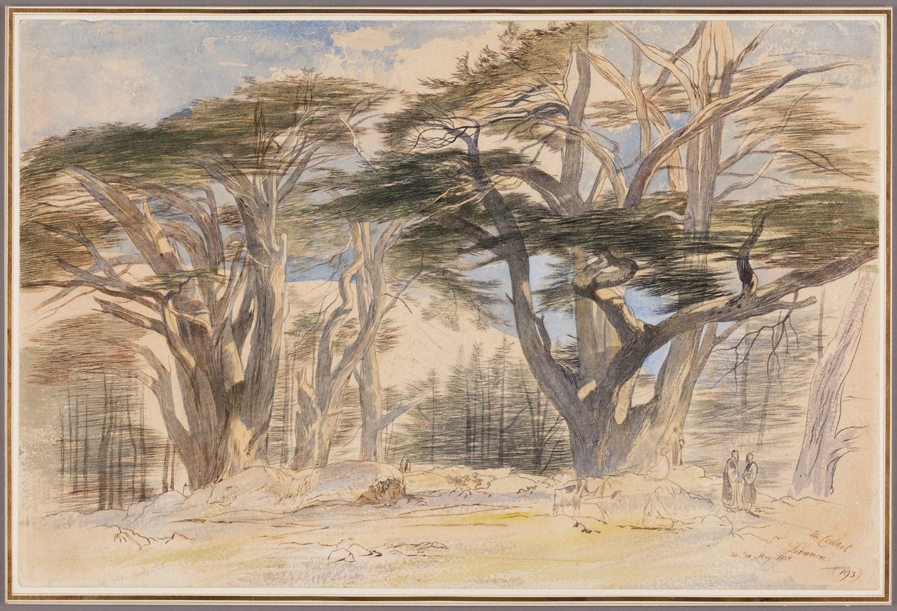 Lübnan Sedirleri by Edward Lear