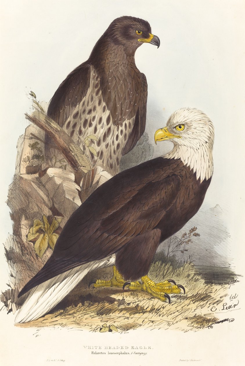 Ak Başlı Kartal (Haliaetus leucocephalus) by Edward Lear