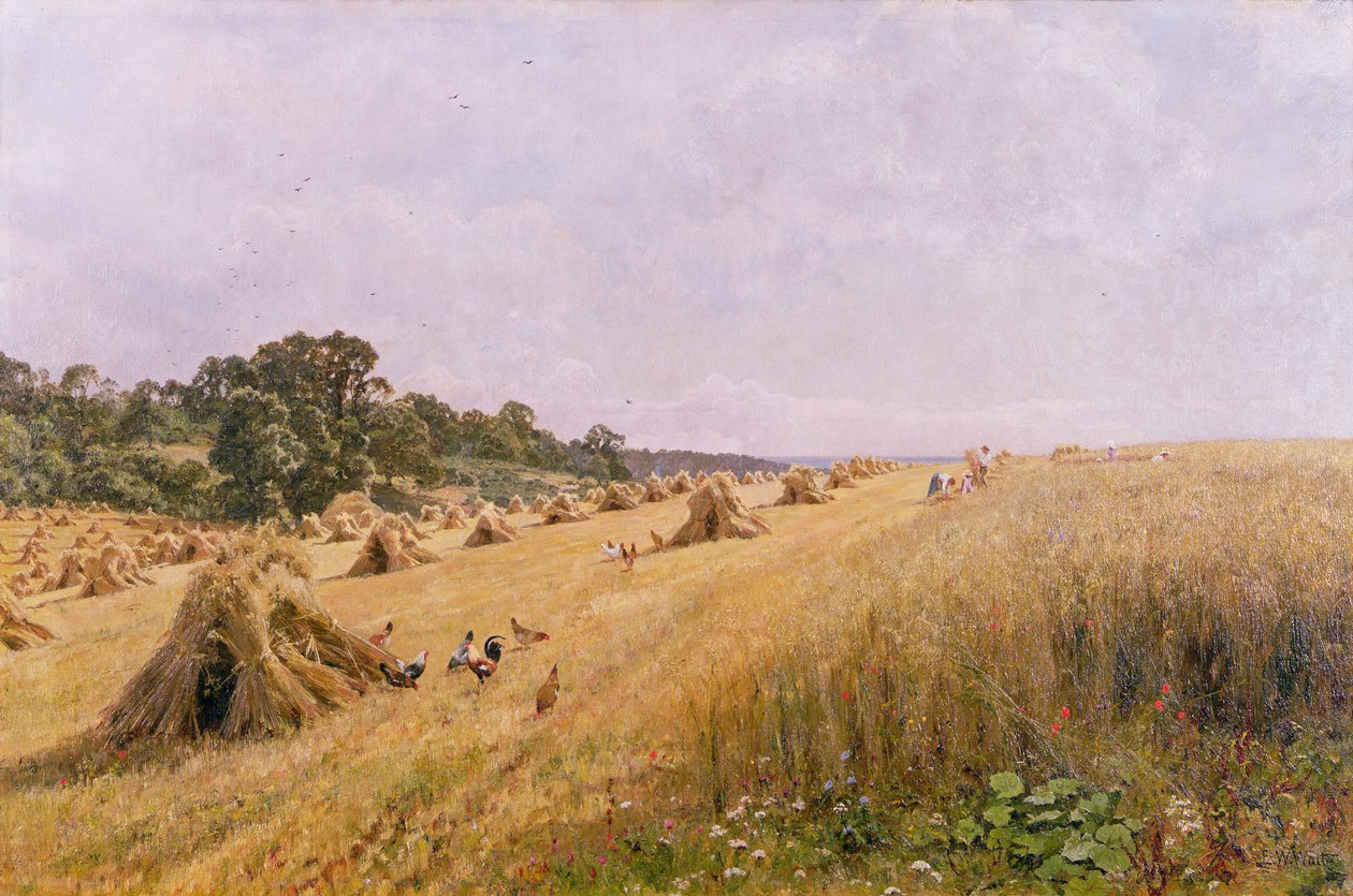 mısır tarlası hasadı by Edward Wilkins Waite