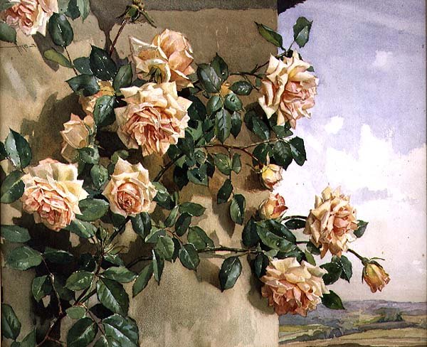 bir duvardaki güller by Edwin Byatt