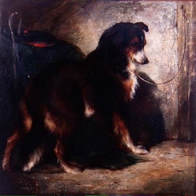 Çoban Collie by Edwin Douglas