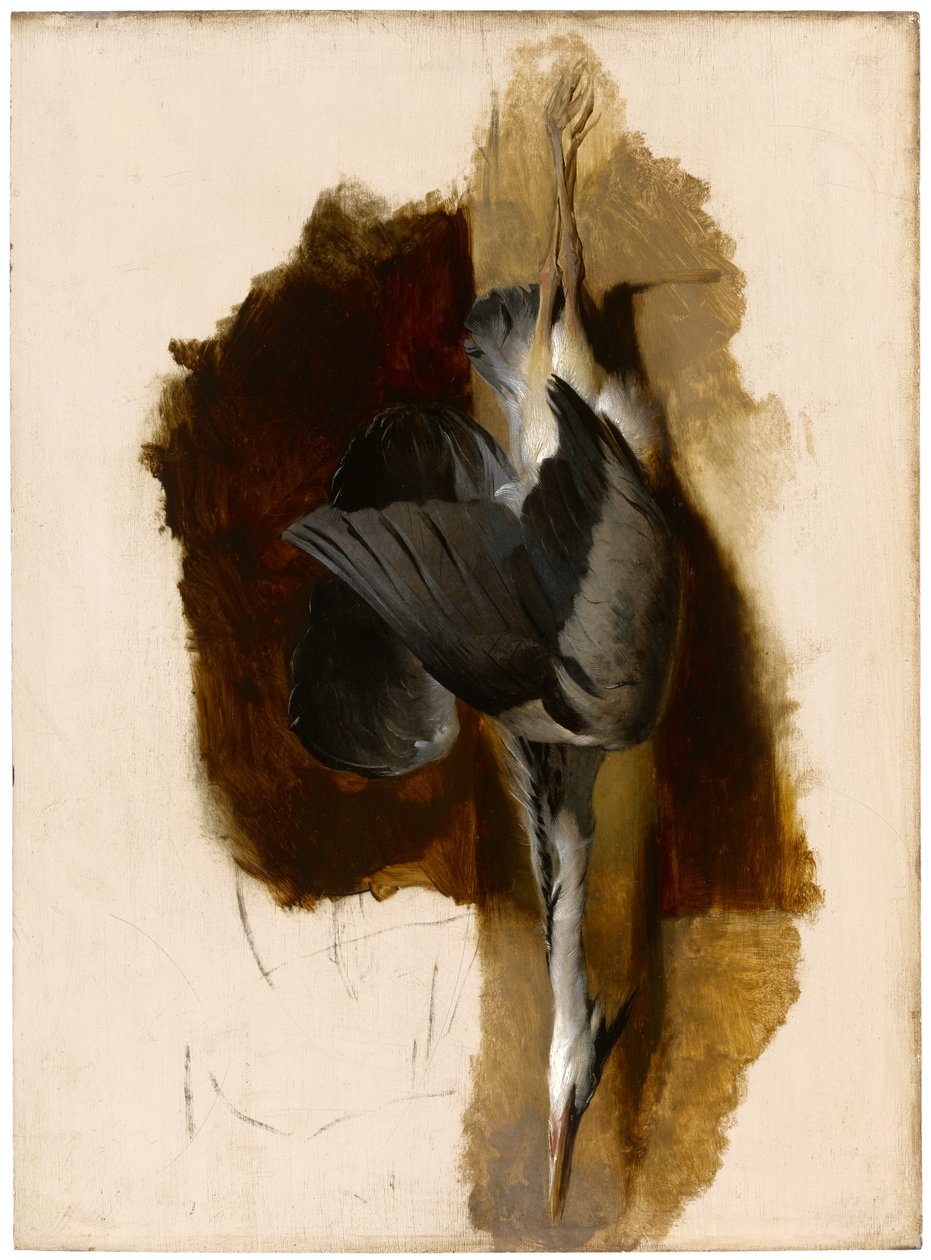 Ölü Balıkçıl Çalışması, c.1832-33 by Edwin Landseer