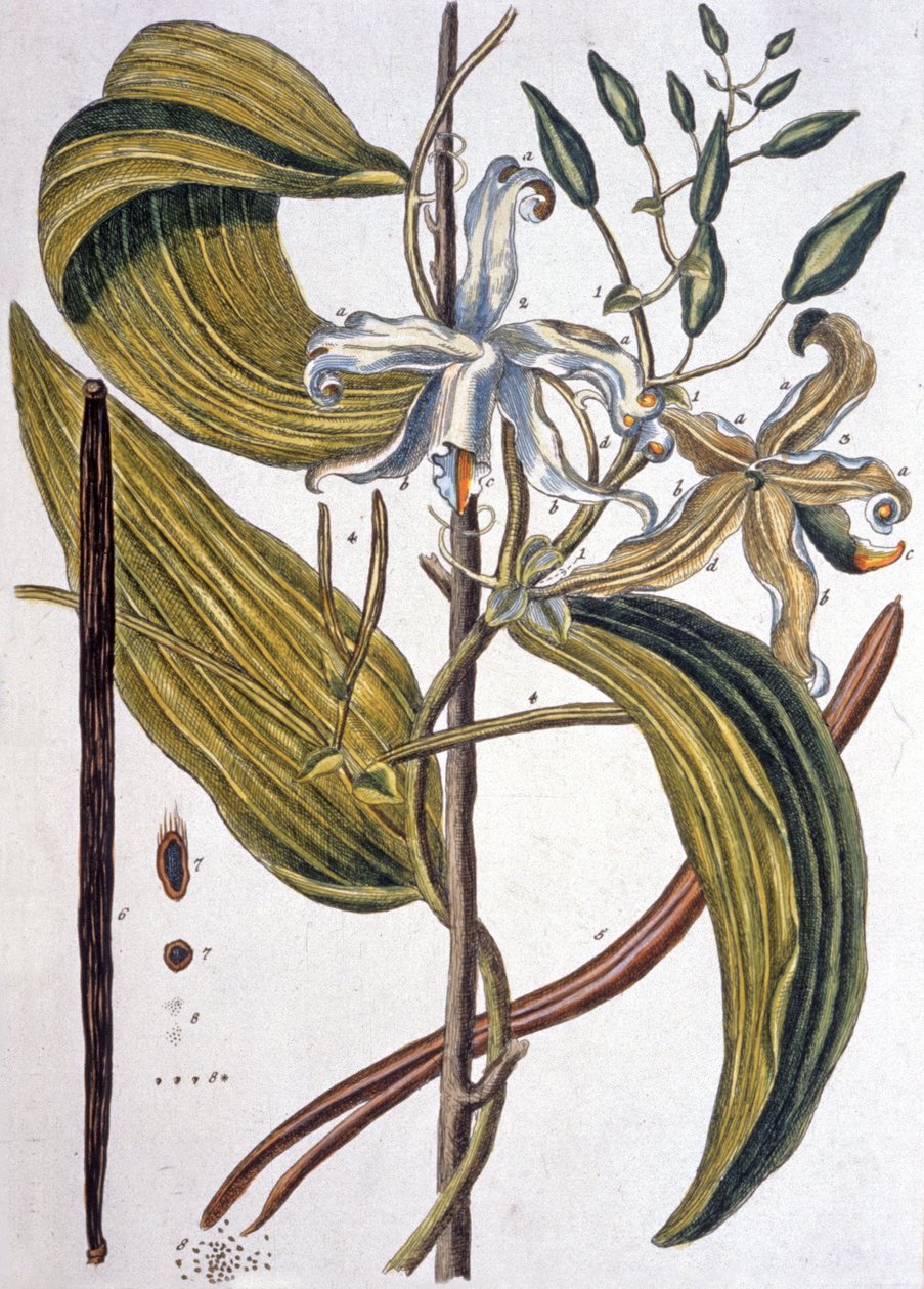 Vanilya çekirdeği 1737 by Elizabeth Blackwell