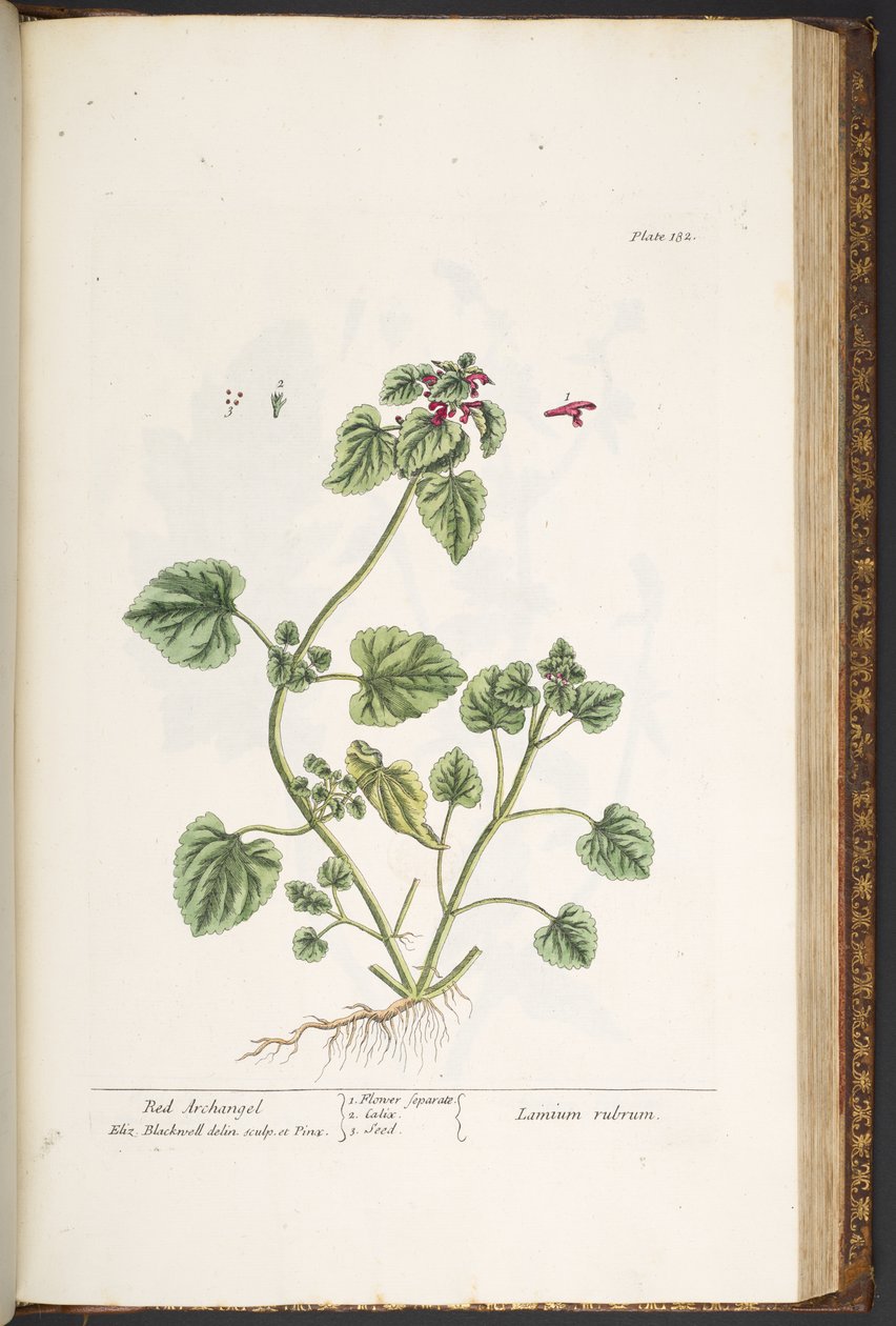 "Meraklı Bir Bitki"den 182 numaralı plaka by Elizabeth Blackwell