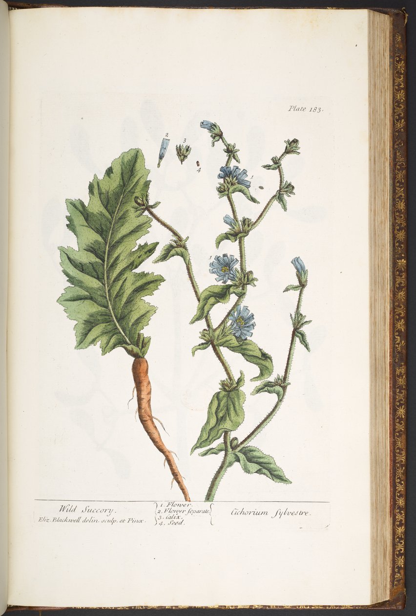 "Meraklı Bir Bitki"den 183 numaralı levha by Elizabeth Blackwell