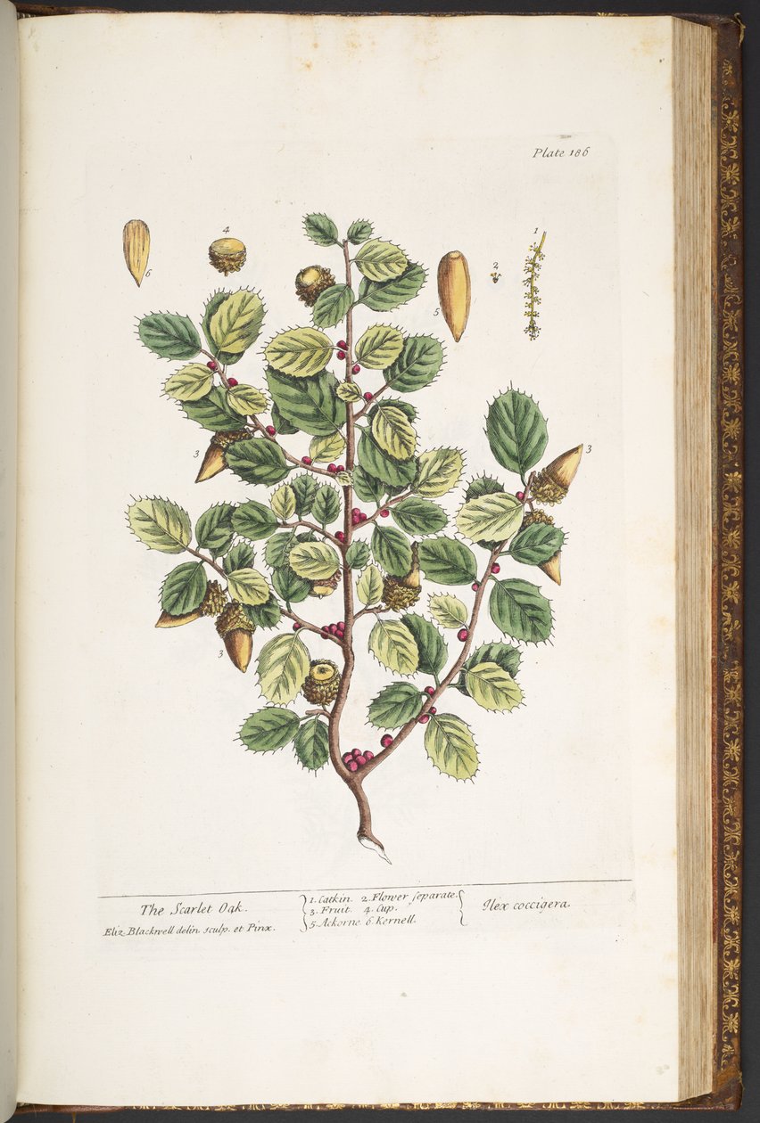 "Meraklı Bir Bitki"den 186 numaralı levha by Elizabeth Blackwell