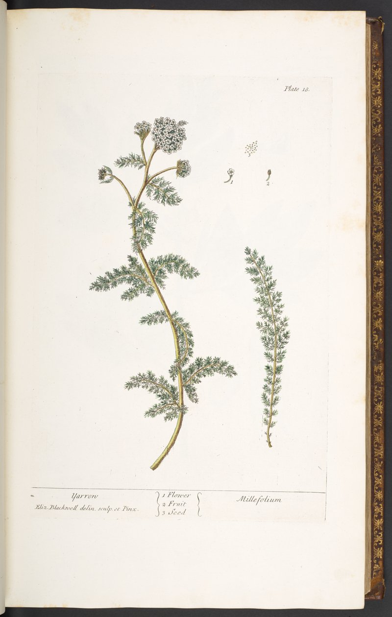 Levha 18, Civanperçemi, 