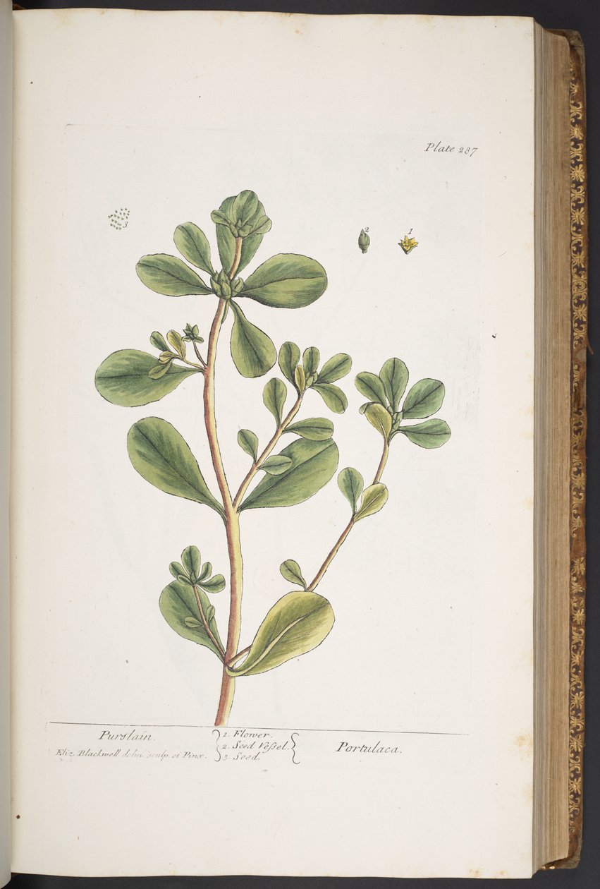 "Meraklı Bir Bitki"den 287 numaralı plaka by Elizabeth Blackwell