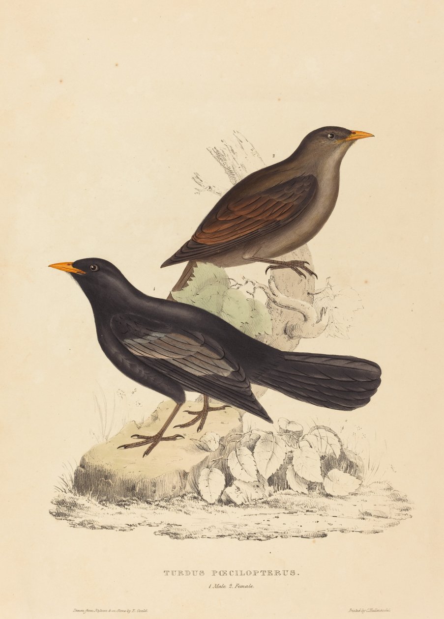 Turdus Poecilopterus (Aztek ardıç kuşu) by Elizabeth Gould