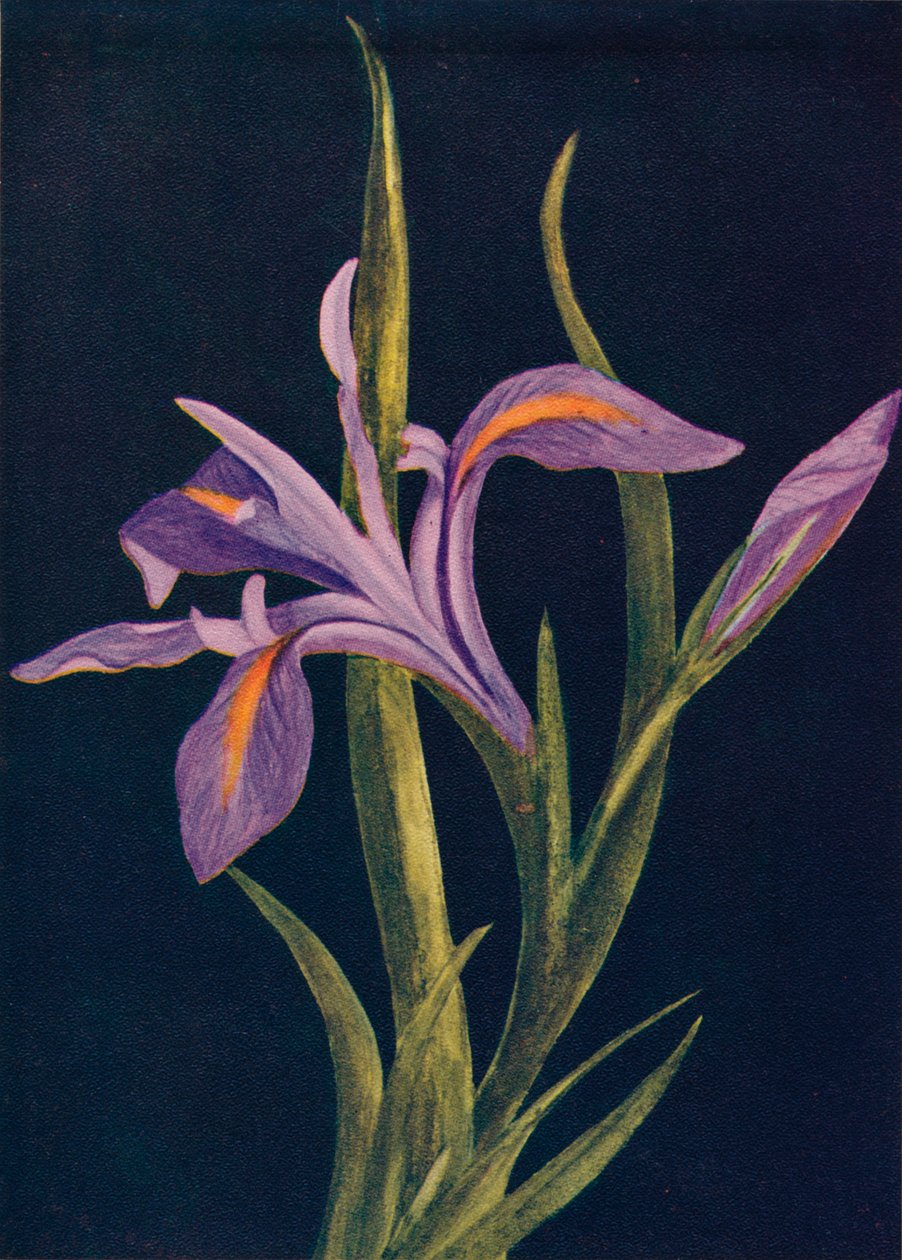 Zemin İris, c1915, 1915 by Emma Graham Clock