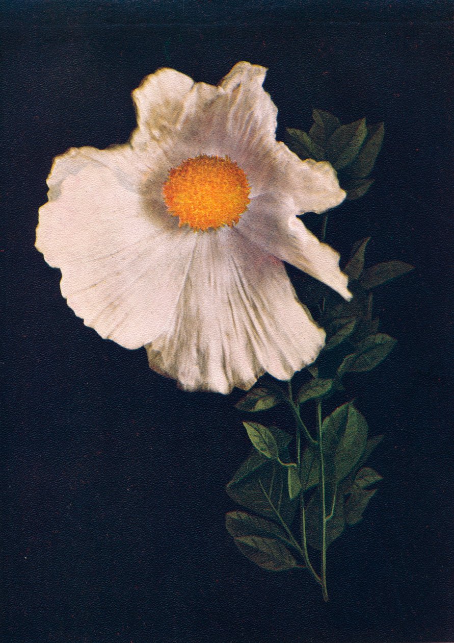 Matilija Haşhaş, c1915, 1915 by Emma Graham Clock