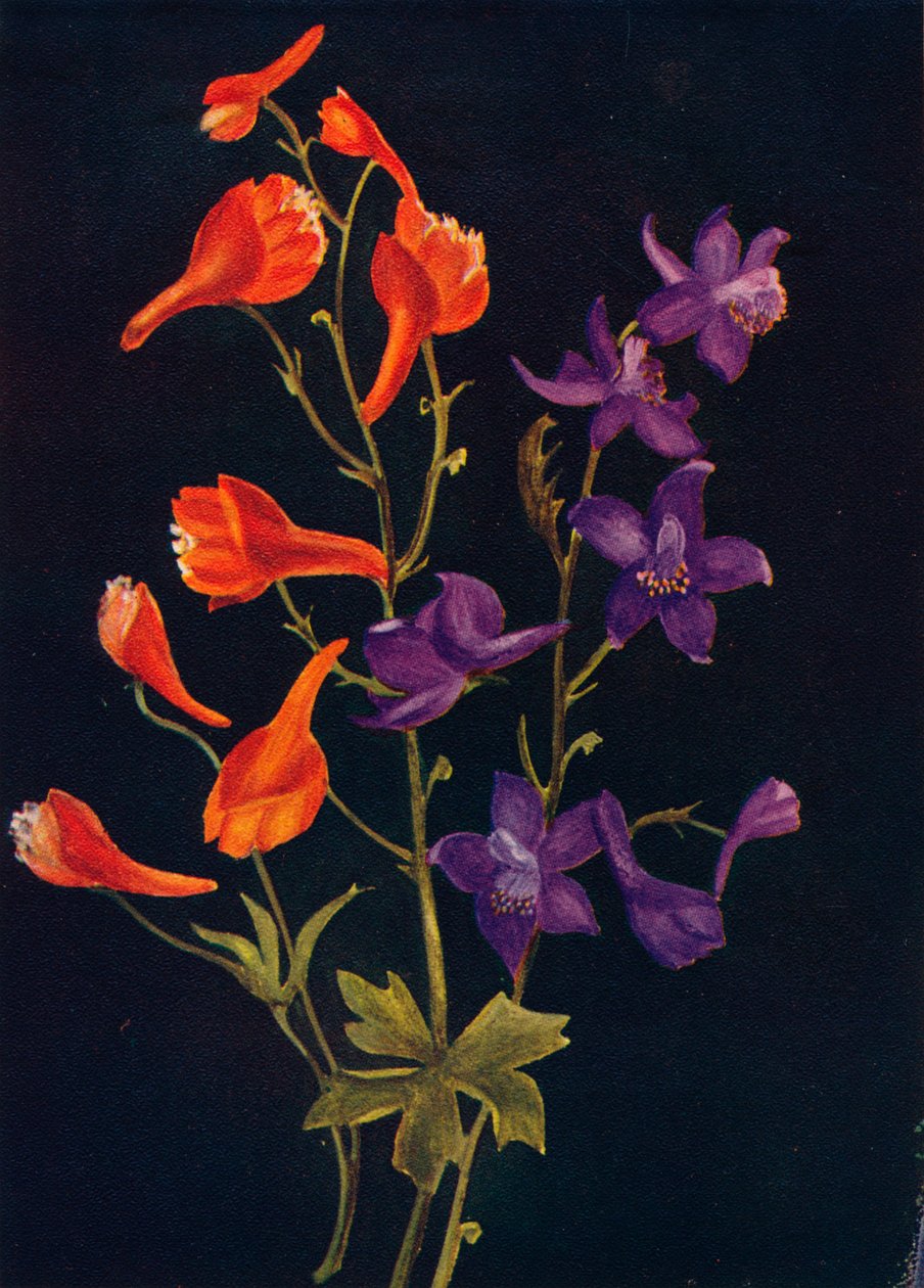 Scarlet ve Blue Larkspur, c1915, 1915 by Emma Graham Clock