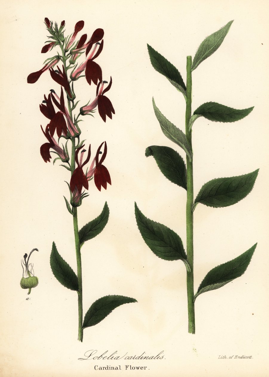 Kardinal çiçek, Lobelia cardinalis by Endicott Endicott