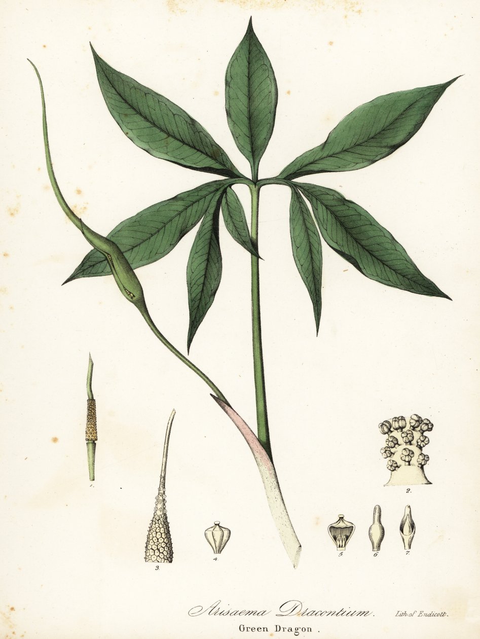 Yeşil ejderha veya ejderha kökü, Arisaema dracontium by Endicott Endicott