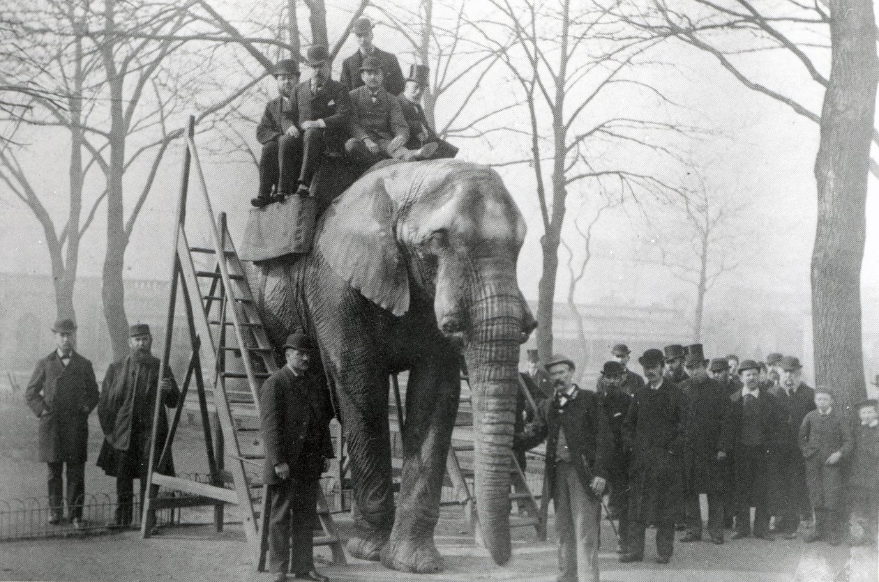 Jumbo, ZSL Londra Hayvanat Bahçesi, muhtemelen Mart 1882