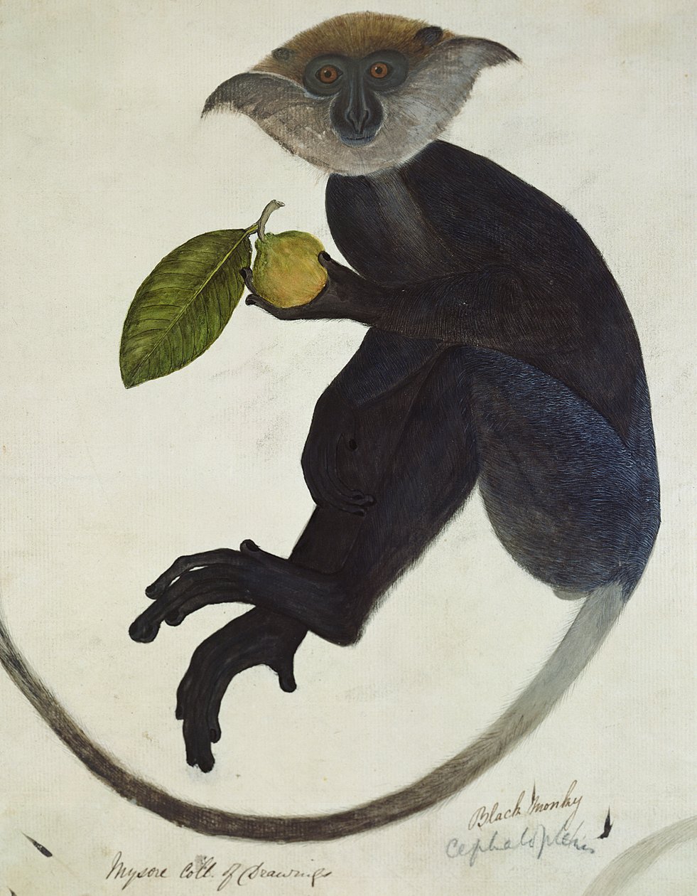 Black Monkey (kağıt üzerine kalem ve mürekkep ve wc) by English School