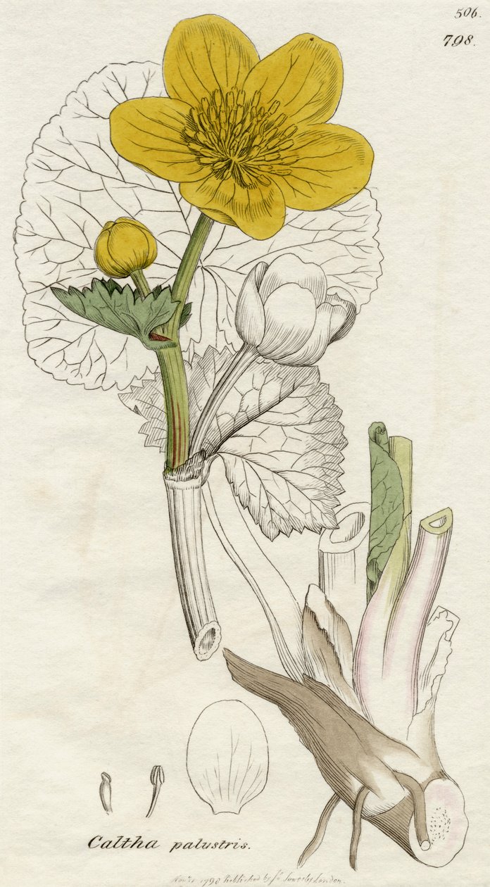 Caltha Palustris (Marsh Marigold) Londra 1798