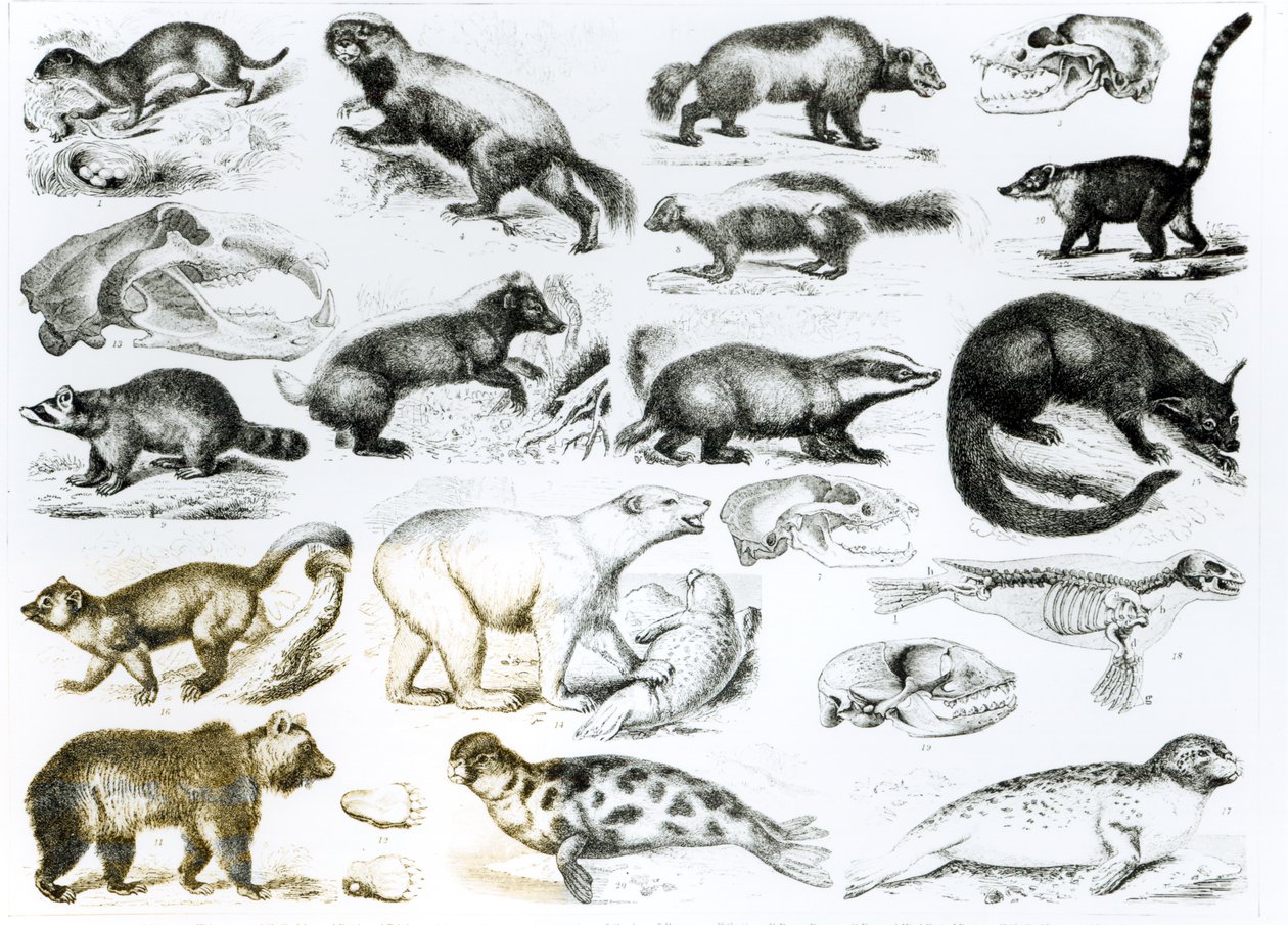Carnivorous Animals   by English School