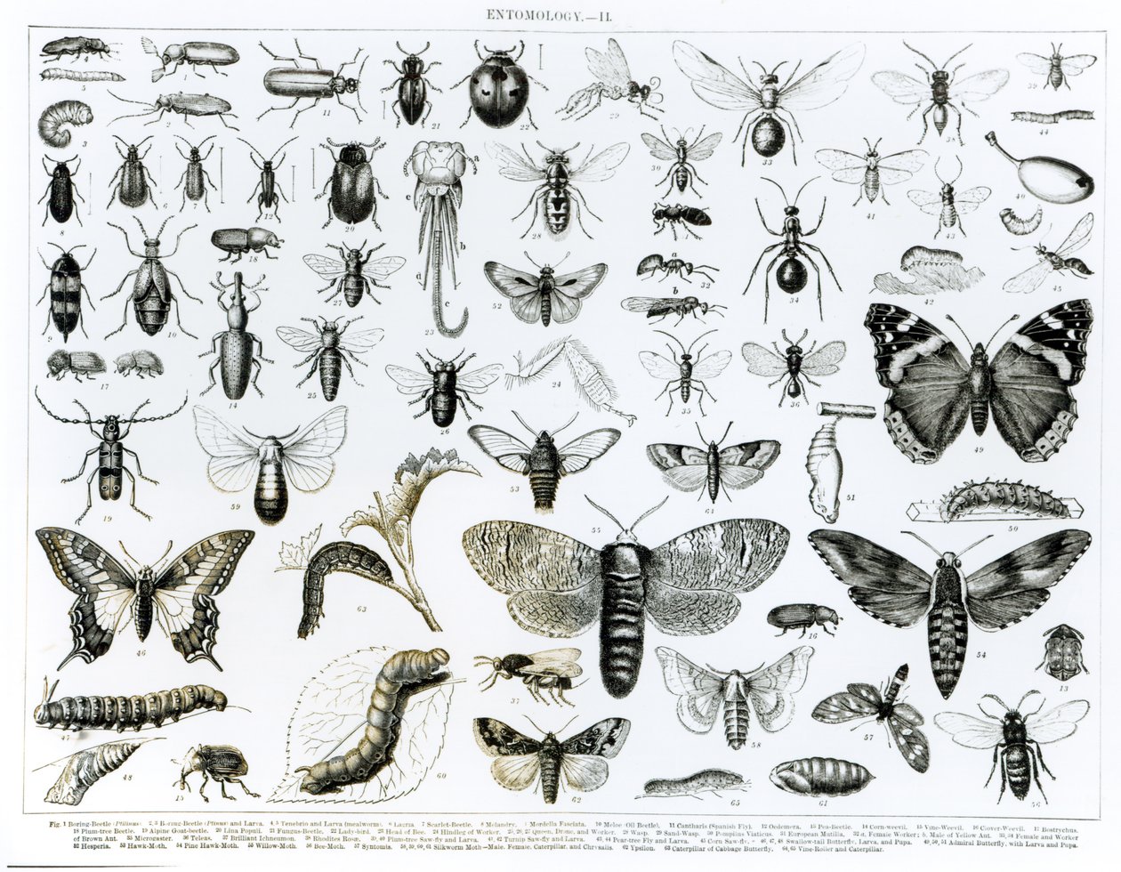 Entomoloji by English School
