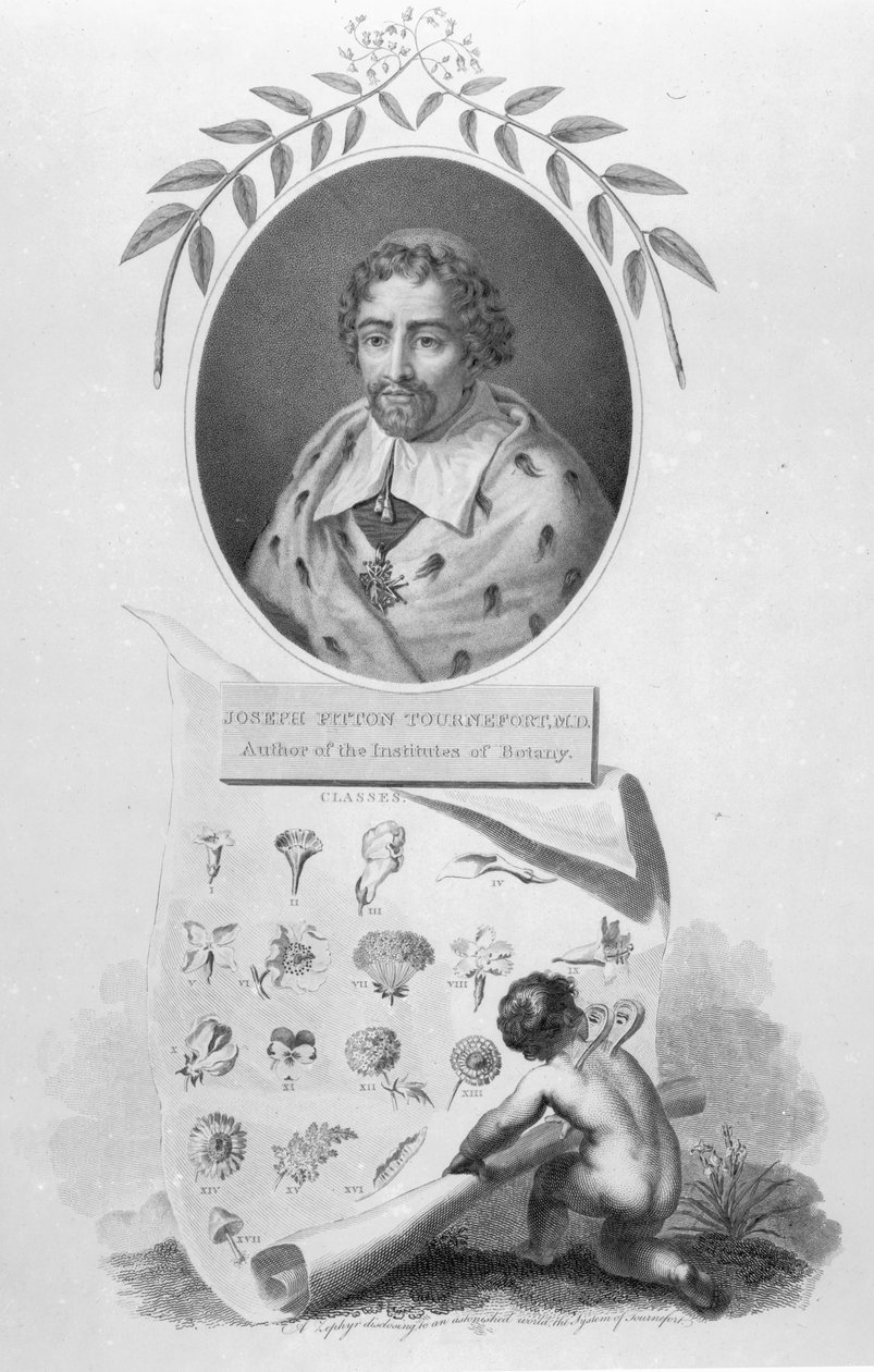 Joseph Pitton de Tournefort by English School