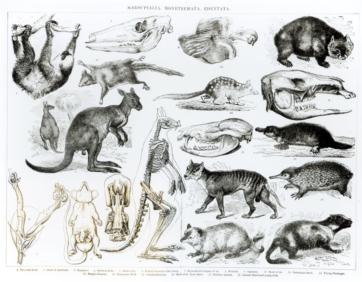 Marsupialia, Monetremata, Edentata by English School