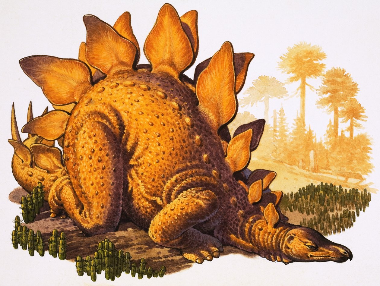 Stegosaurus by English School