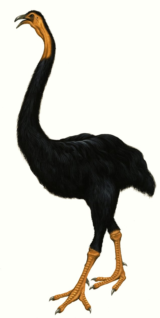 Unidentified bird, possibly a Moa by English School