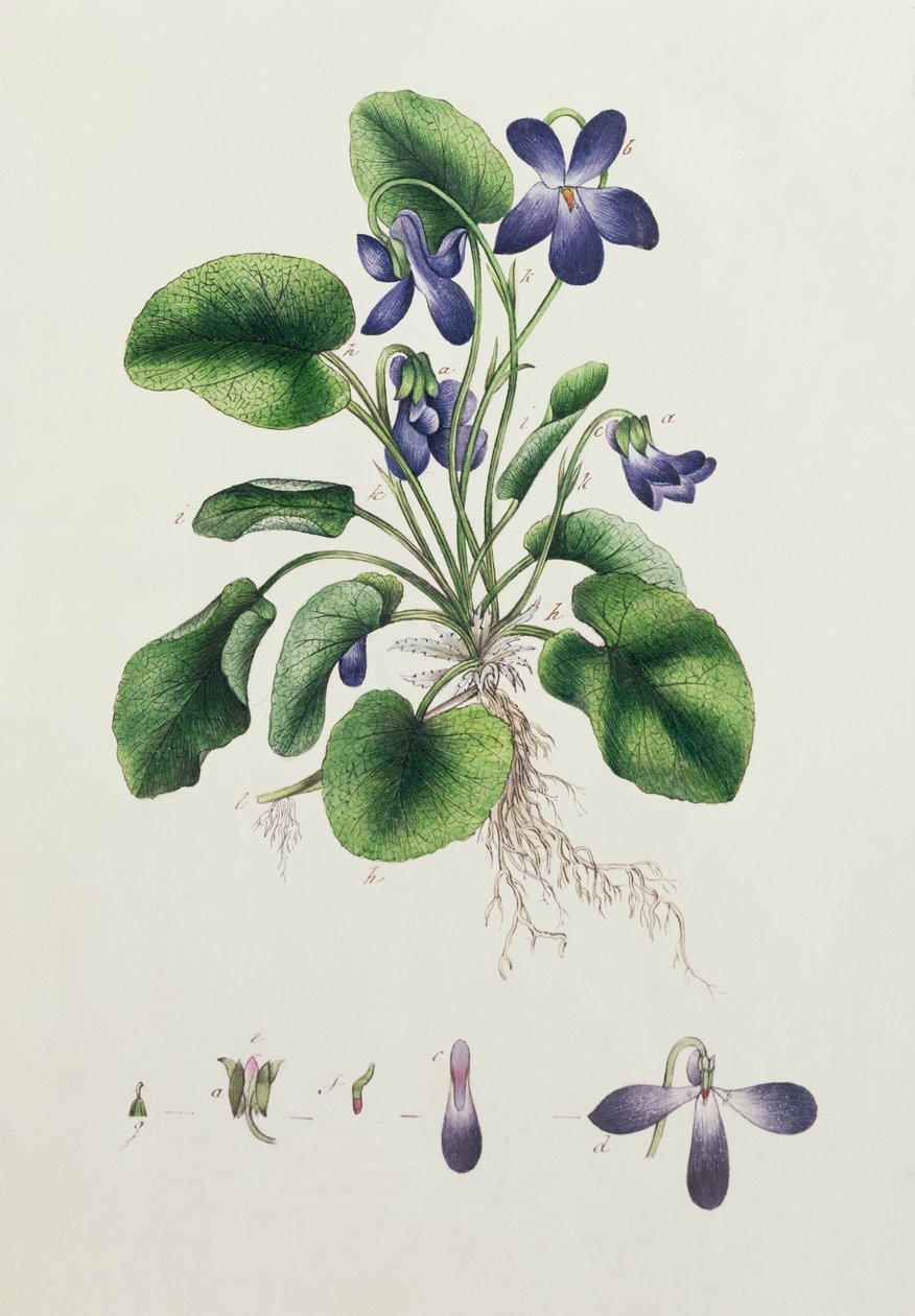 Menekşeler, Botanik Araştırmalar Albümünden sayfa, c.1830 by English School