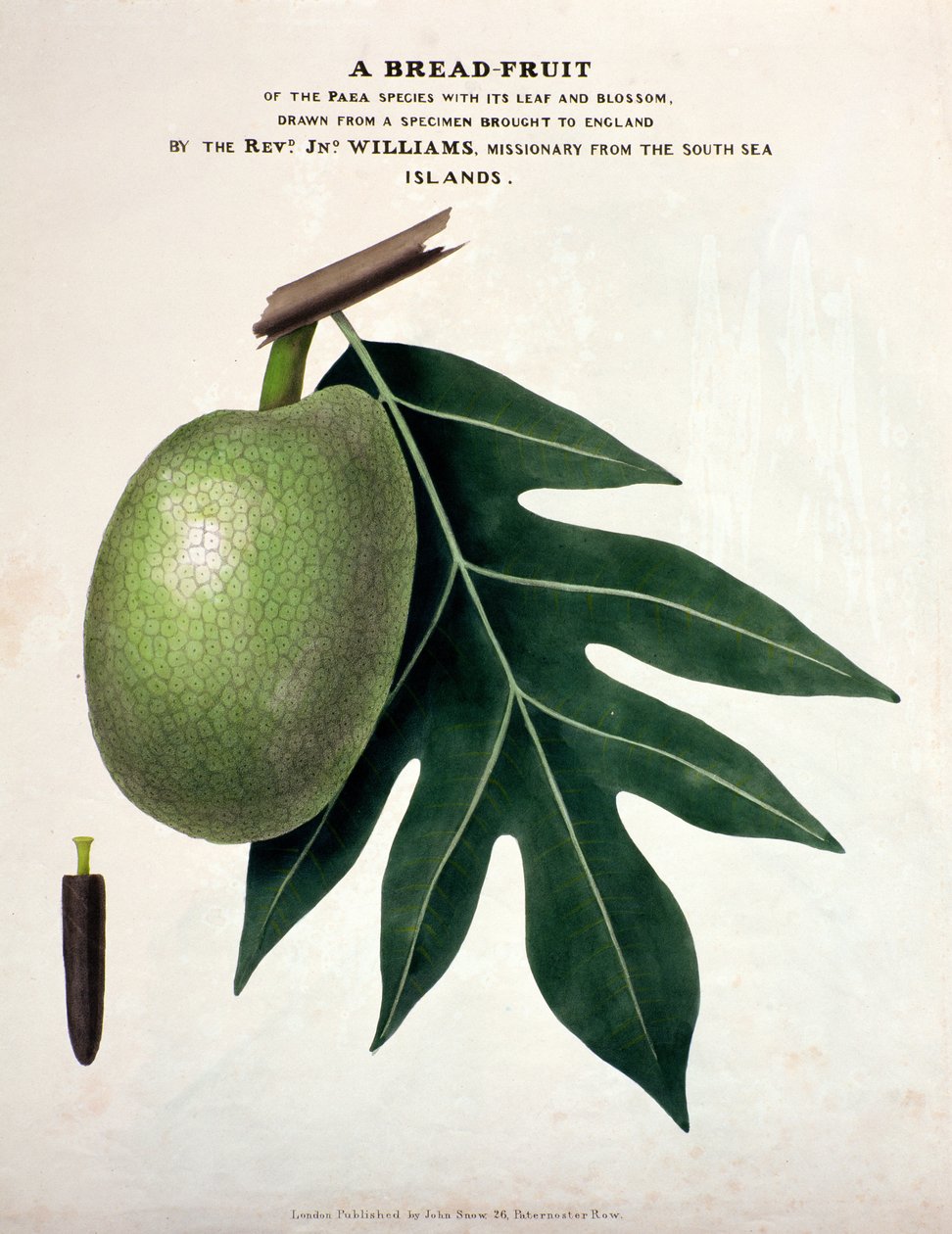 A Ekmek-Meyve, c.1825 (el boyaması taş) by English School