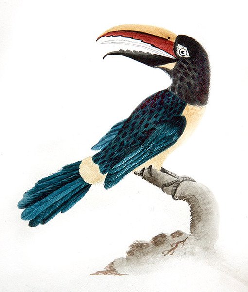 Aracari tukan by English School