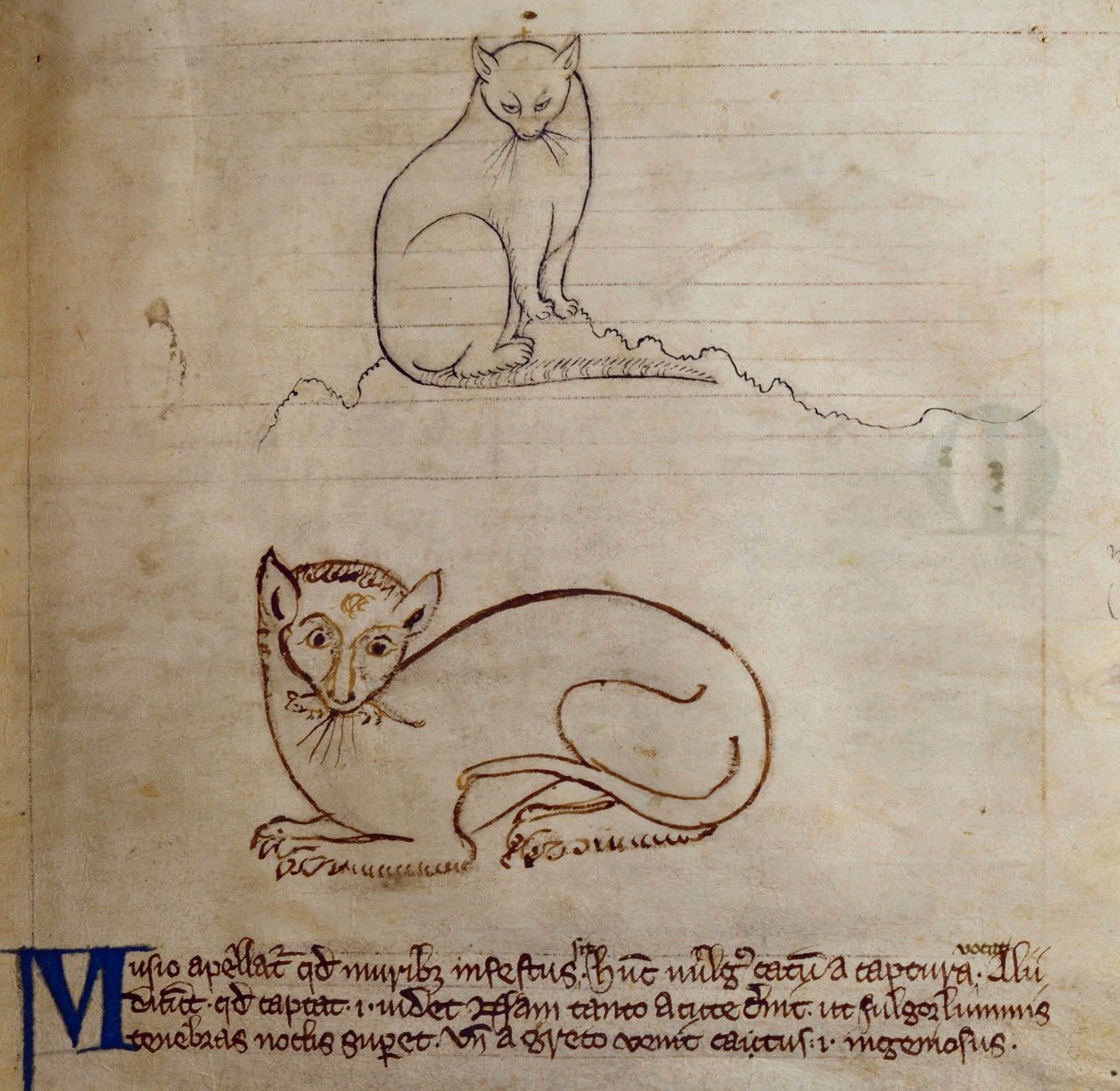 CCA-LitMs/D/10 fol. 11r Kedi, Bestiary