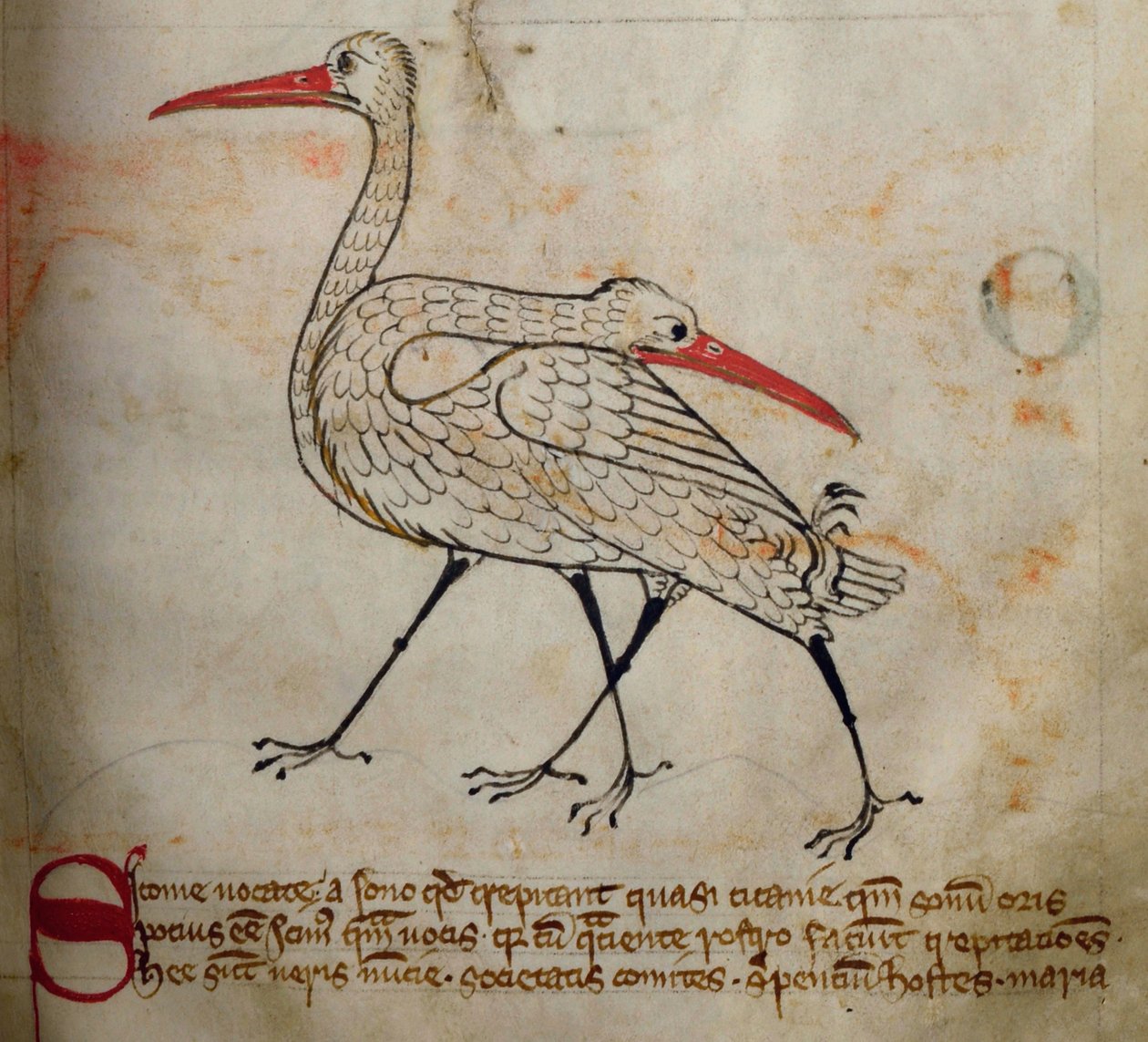CCA-LitMs/D/10 fol. 15r Leylek, Bestiary