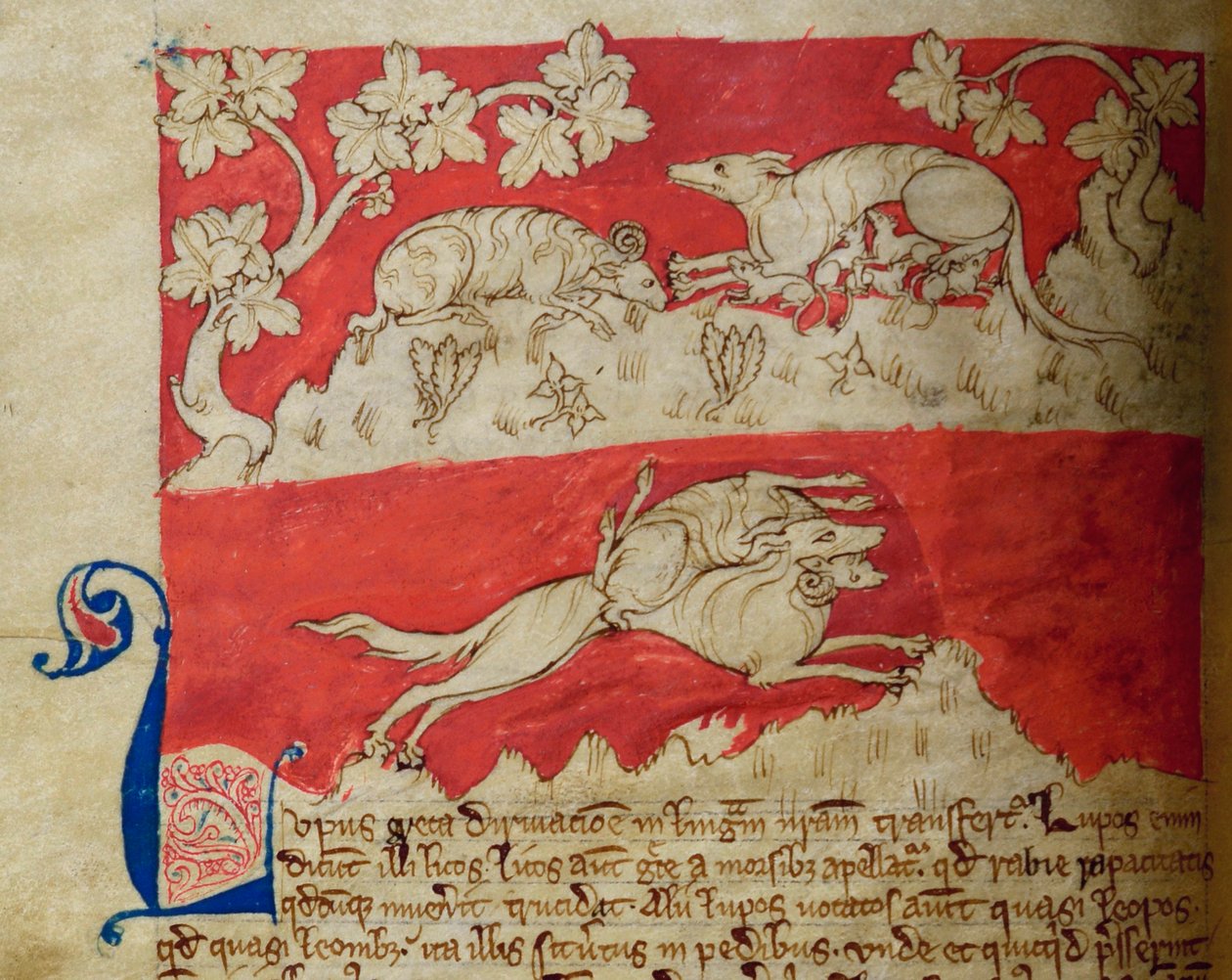 CCA-LitMs/D/10 fol. 4v Kurt, Bestiary