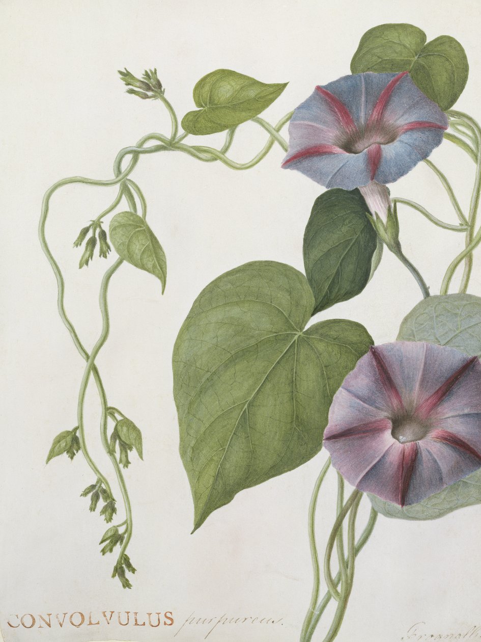 Convolvulus Purpurus (parşömen üzerinde wc) by English School