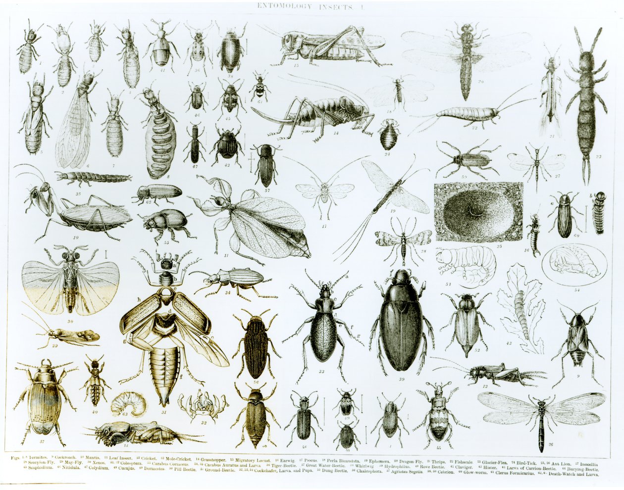 Entomoloji Böcekleri (lito) (bw fotoğraf) by English School