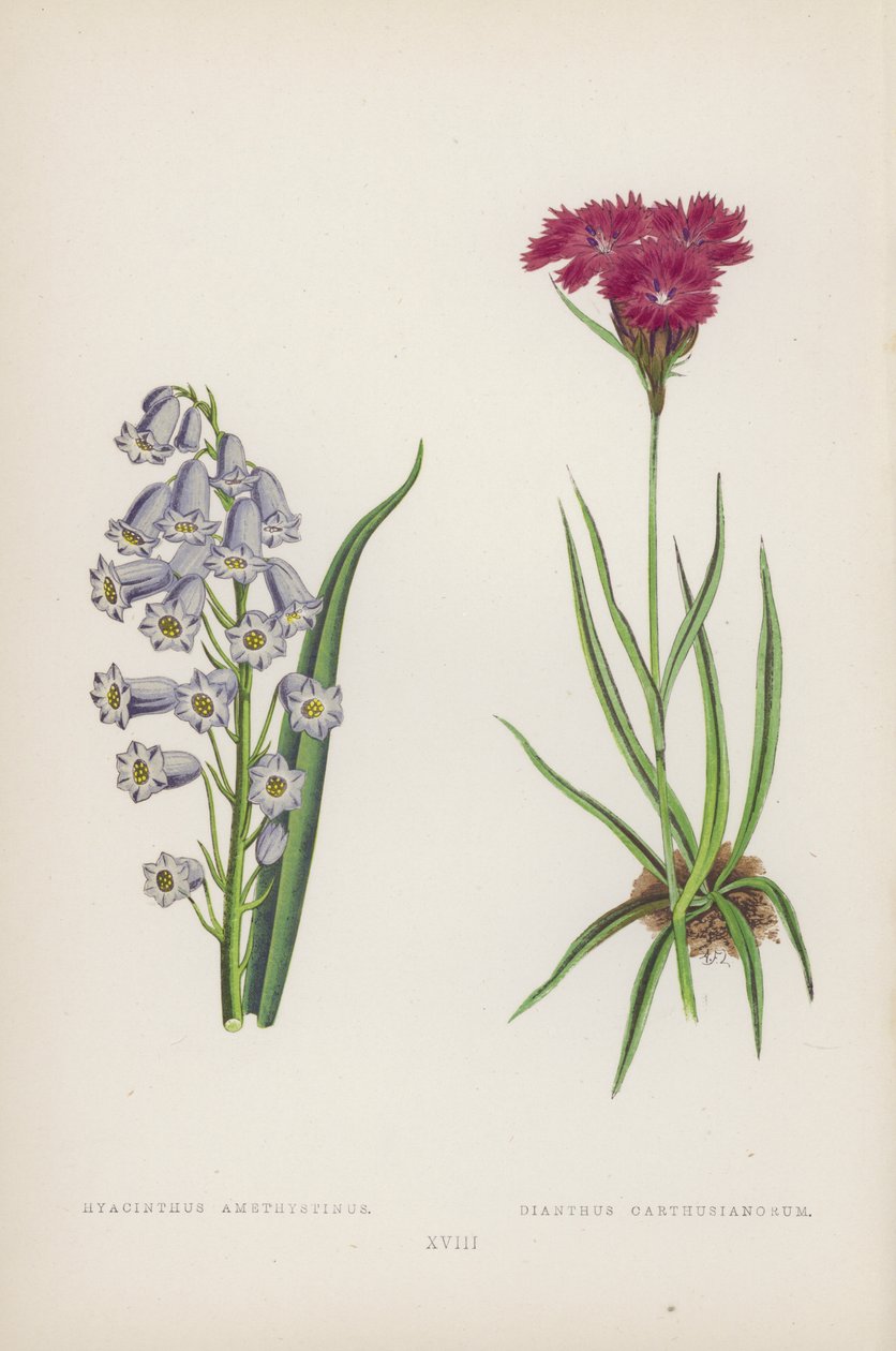 Sümbül Amethystinus Carthusian dianthus (renkli taş) by English School