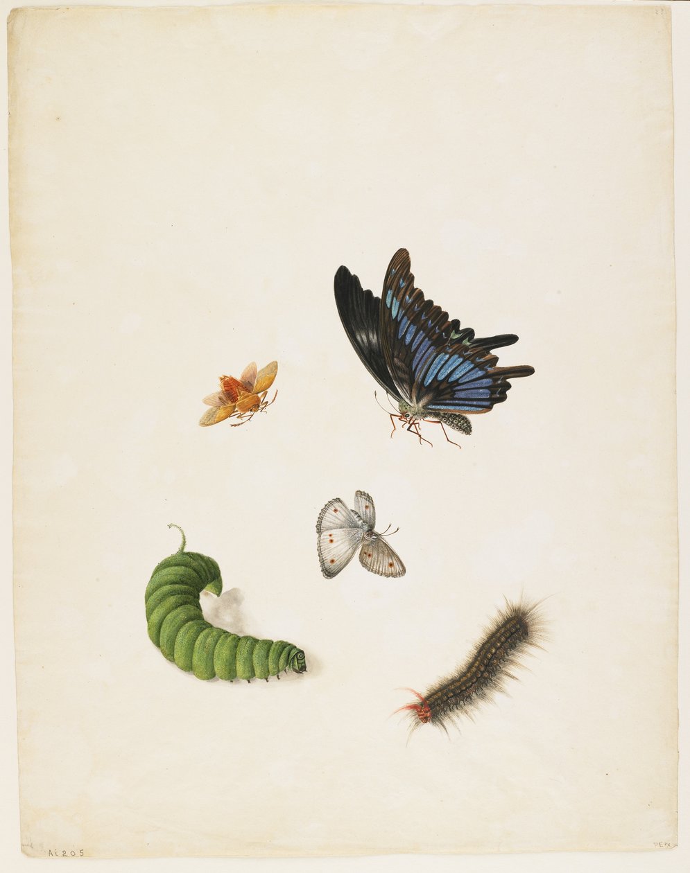 Böcekler, c.1805 (kağıt üzerinde siyah mürekkep ve wc) by English School